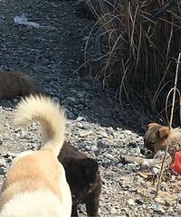 ��ë�����ͣ�·�ŷ彭