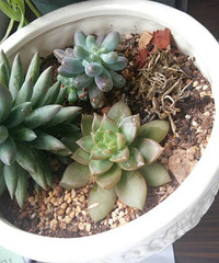 ��ɹ�칫����ֲ��+��Ϊ����