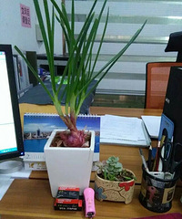 [ɹ�칫����ֲ]+���ź����Ӳ����