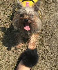 ����С�������� ò�ƺ��뷢���ϰ�ҹ���ǽ�