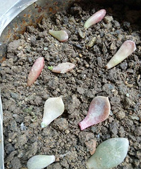 �Ҽҵ���������������������е��С��ͷ��