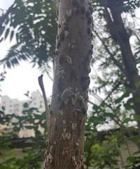 "这个小区三十多棵香椿树上 爬满了“怪虫”"