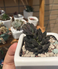 ���ҿ��� ������ô��