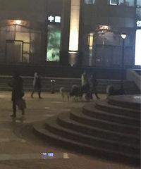 "溜完狗能不能把你们的狗大便清理干净"