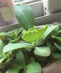 ������ӻ⡣