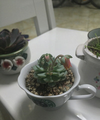 �ҵĶ�����񿪻���