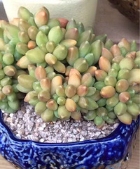 �����ʲô��