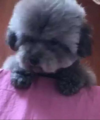 ���Ҽ�С�����Ҷ�������