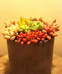 ɫ����������