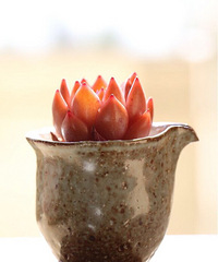 �������ã�����������