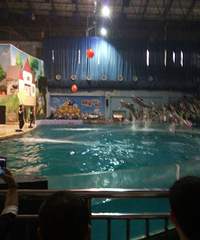 ��APP�������