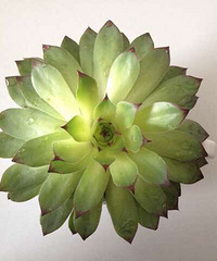 ͽ��׮�Ĺ�����