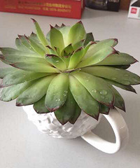 ͽ��׮�Ĺ�����