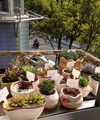 ɹɹ�ҵ�����