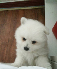 �����ɰ���