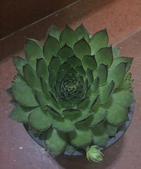 ������Ĺ�������