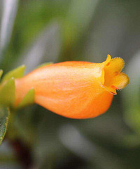 ������ʱ