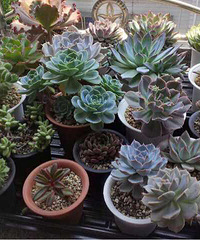 ��һ�����