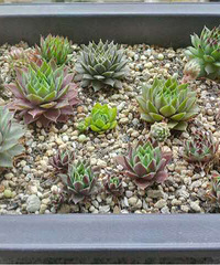 ��һ�����