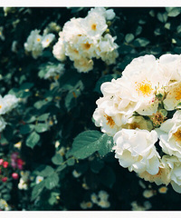 ���ų�����ô�����ˣ�����Խ��Խ������