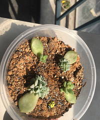 �칫��һ��