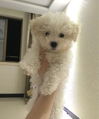 ����Сroy�������ʺ����һ������������