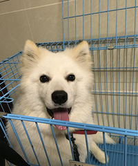 ���д�rose�������ʺ����һ�����͸�