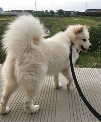 ���д�rose�������ʺ����һ�����͸�