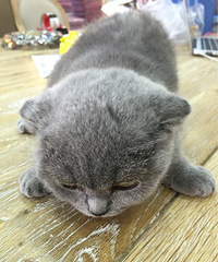 һֻ��ɱ������