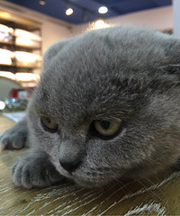 һֻ��ɱ������