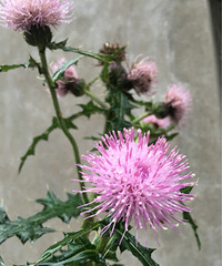 ����˵˵�������ֲ���ʲô���֣������ĺ�