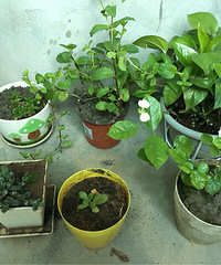 ������ϵ��ֻ�