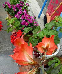 ��ȱ���˶���ֲ�