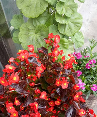 ��ȱ���˶���ֲ�