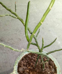 ��ֲ�����Ŵ���ȴ��֪��ʲô��