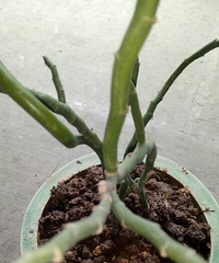 ��ֲ�����Ŵ���ȴ��֪��ʲô��