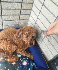 �����Ȼ������