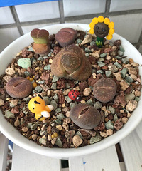 ����ʵ��̫������