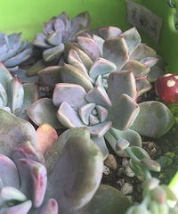 Ҫ�����ˡ�