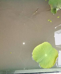 �ɻ���������