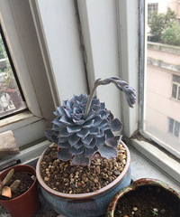 ��ô���������