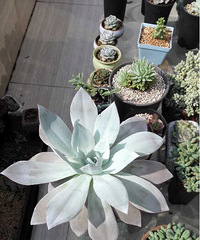 ���ѵĴ���ÿ���