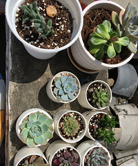 ����������ʱ��÷ֿ���ֲ��