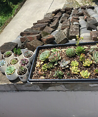 ����������ʱ��÷ֿ���ֲ��