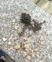 ����ڸ����ڵ���