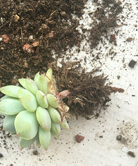 ����ڸ����ڵ���