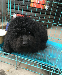 һֱ�Լ�����ë  �Ӳ�ȥ�������  ����