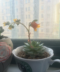 �����ˡ������ˡ�