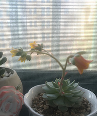 �����ˡ������ˡ�