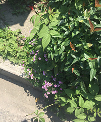 Ұ��Ҳ���Ժ���